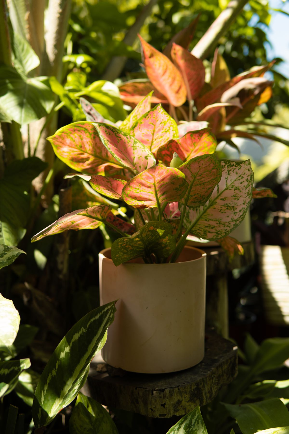 Chinese Evergreen (Aglaonema) with variegated pink and green leaves