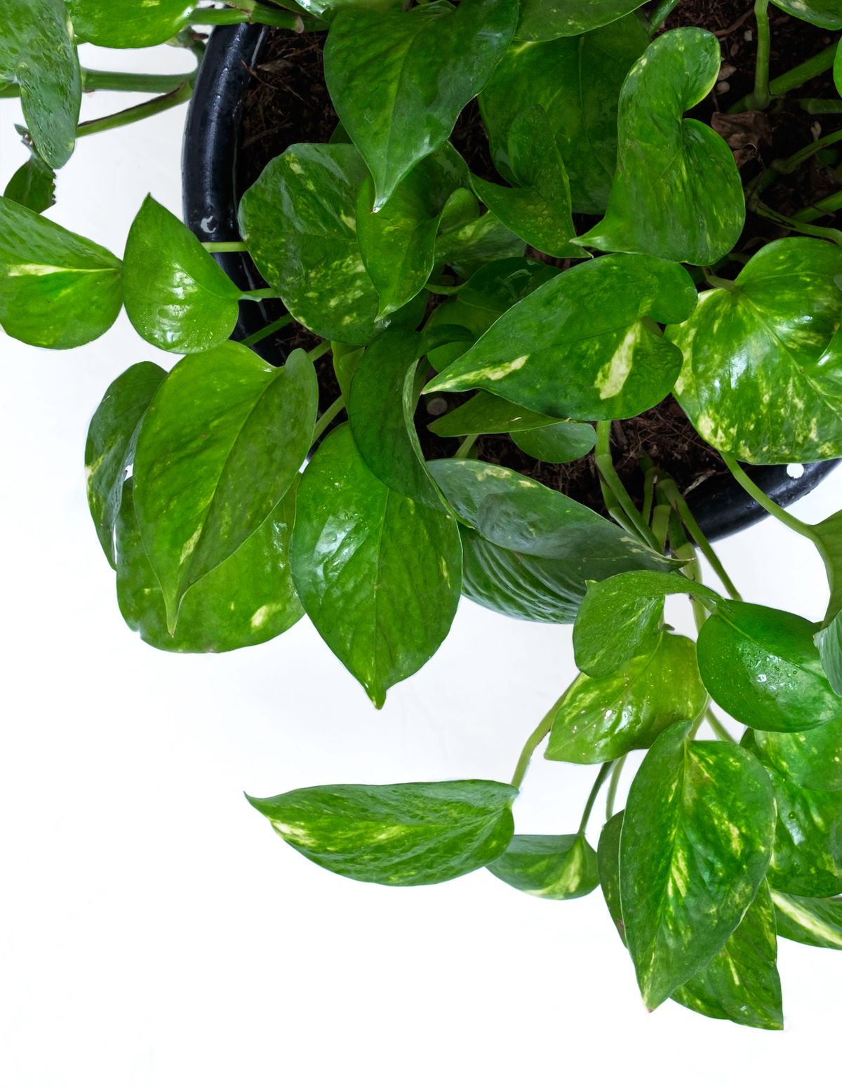 Golden Pothos (Epipremnum aureum) trailing from a pot