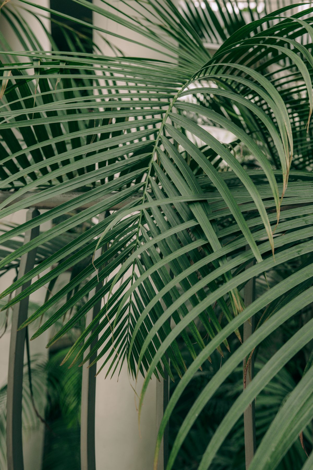 Feathery arching fronds of a Majesty Palm (Ravenea rivularis)