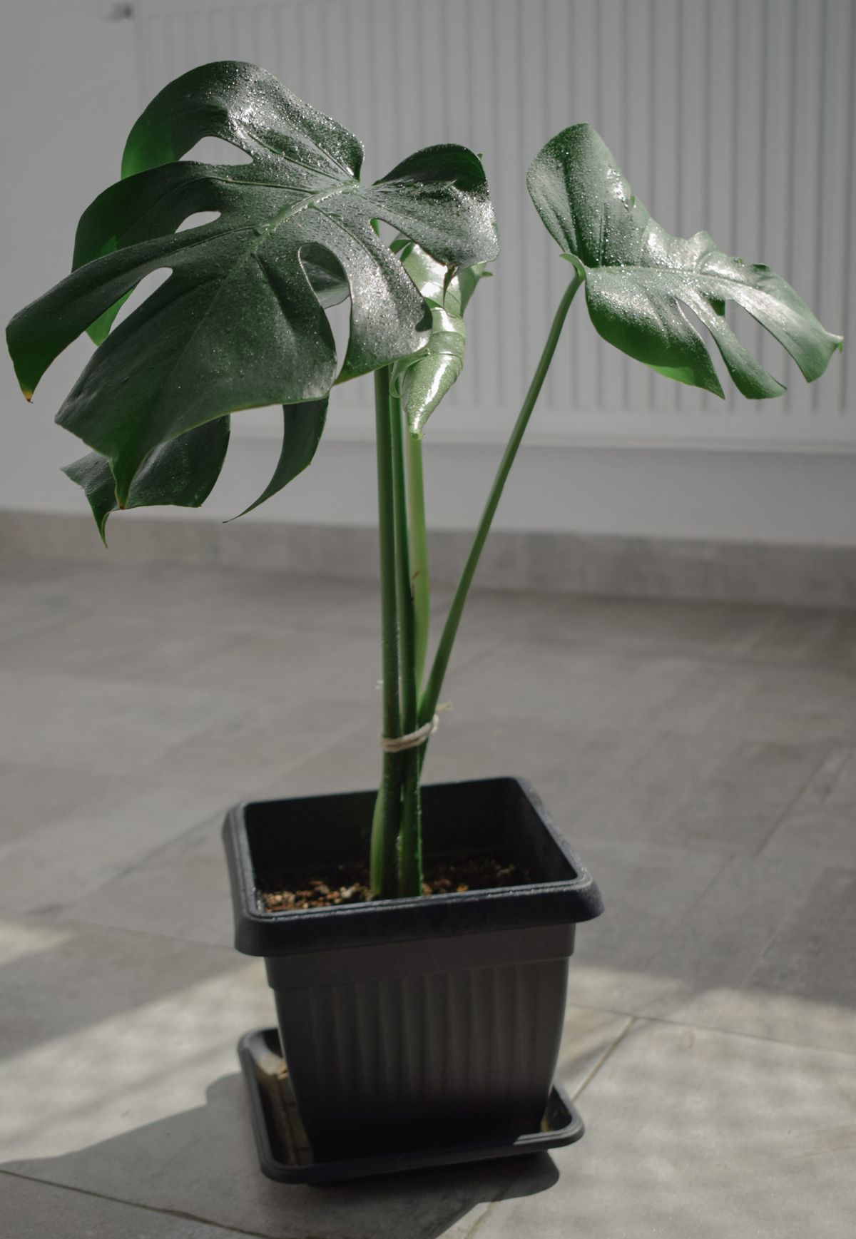 Monstera deliciosa, one of the top 5 office plants