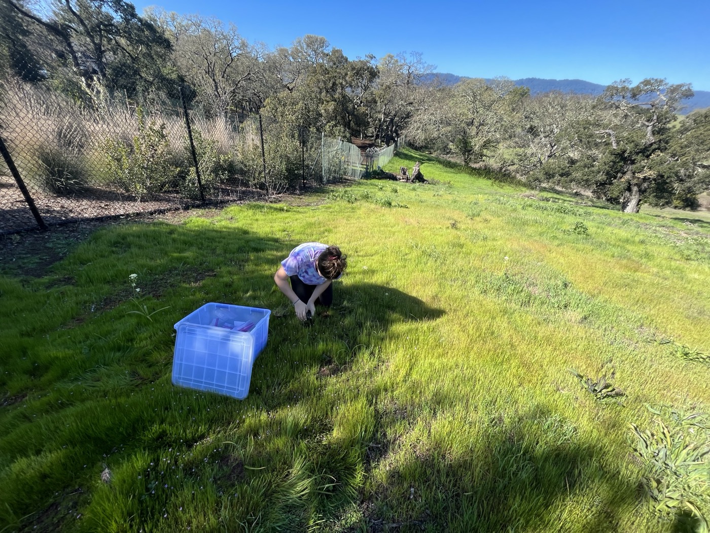 Lydia collecting field samples at Jasper Ridge Biological Preserve